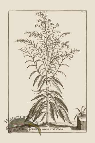 (image for) Abraham Munting 088