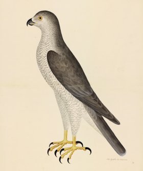 GOSHAWK MALE . PL 31