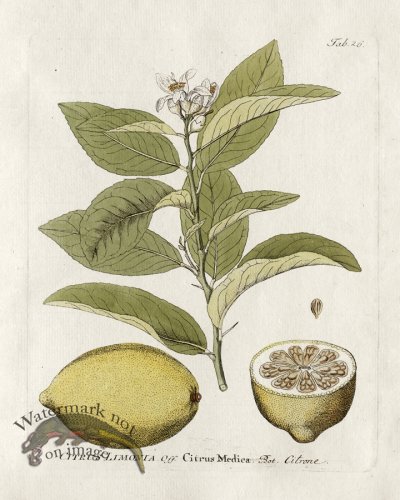 (image for) Rangpur Citrus