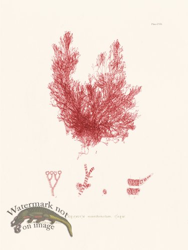 (image for) Bradbury Seaweed 107