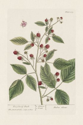 BEE 289 Raspberry-Bush