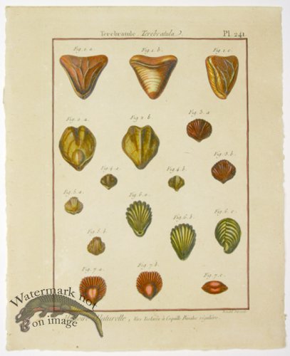 (image for) Diderot Shell 22