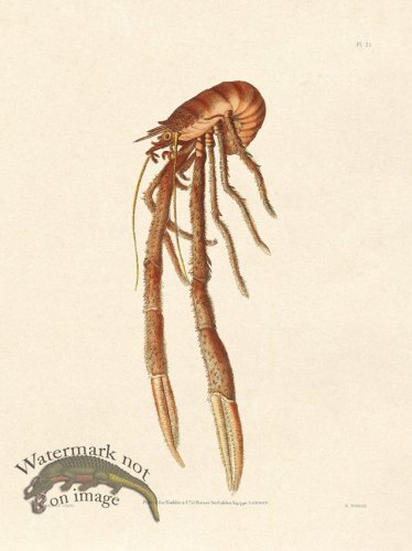 (image for) Shaw Nodder SL 21