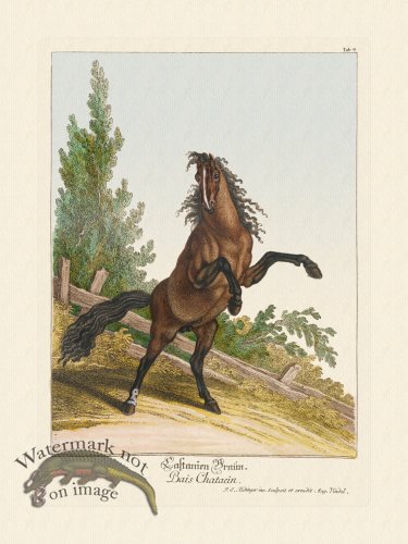 Ridingers Horses 09