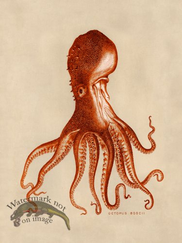 (image for) Octopus Orange 16