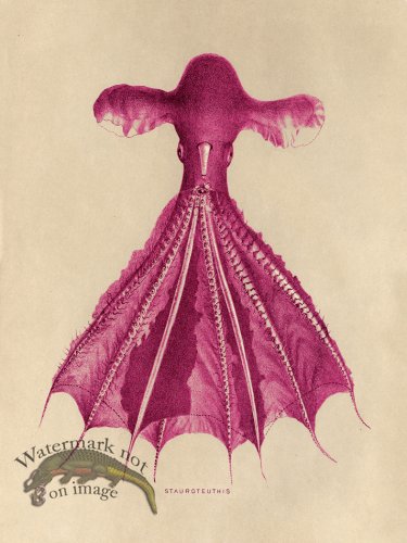 (image for) Octopus Pink 05