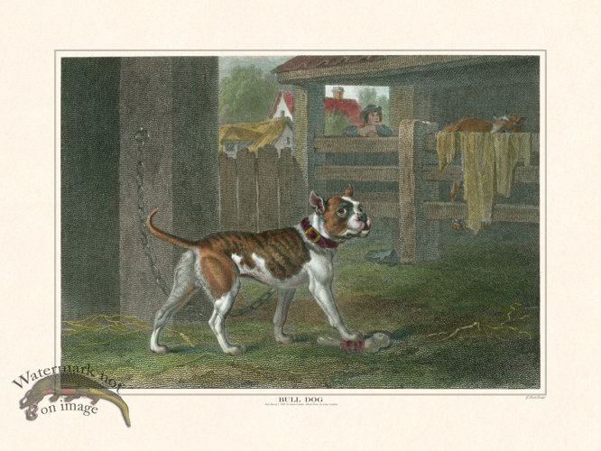 (image for) TSR Bull Dog