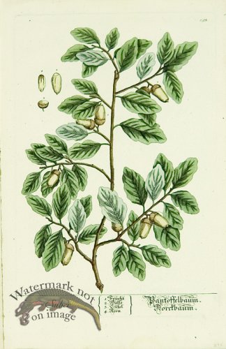 Blackwell German 110