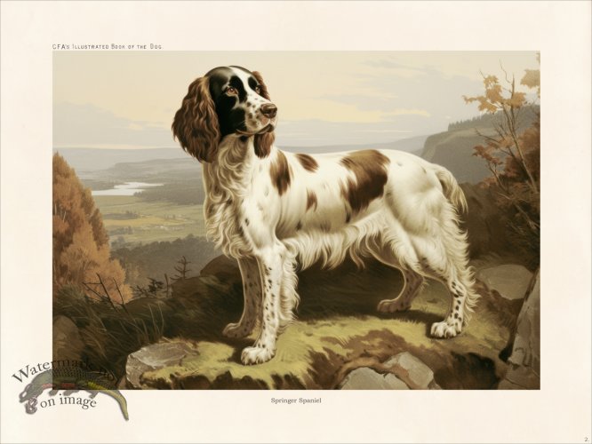 (image for) CFA Dog Britany Spaniel 02