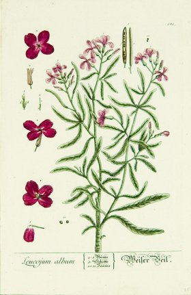 Blackwell German 133