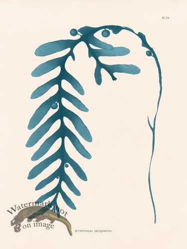 (image for) Oceanie 24