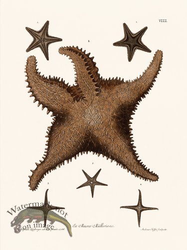 (image for) Knorr Sealife 08