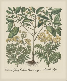 Besler 208 Colored B2