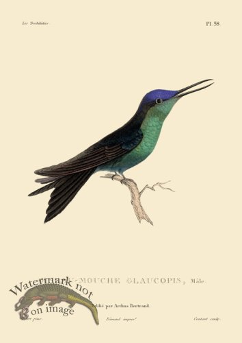 (image for) Humming Bird 58