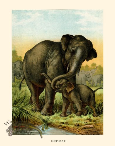 (image for) CP 19 Elephant