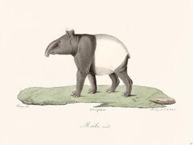 Cuvier 232 Maiba Male