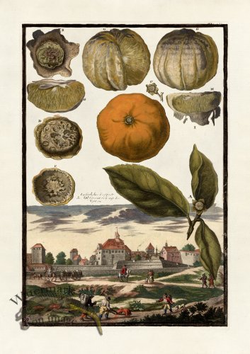 (image for) Volckamer 061