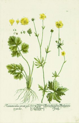 Blackwell German 206