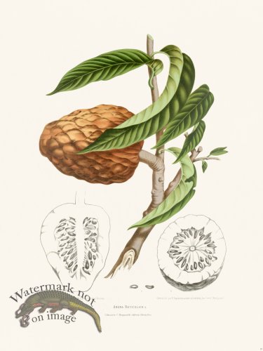 (image for) Horticulture of Java 19