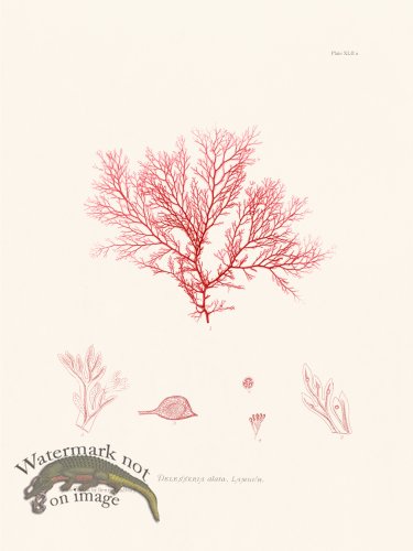 (image for) Bradbury Seaweed 043