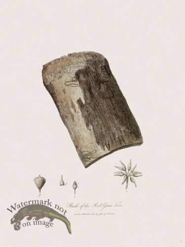 (image for) 25 New Holland Caffowary