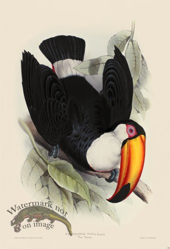 (image for) Toco Toucan