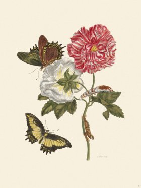 Merian Metamorphosis 31