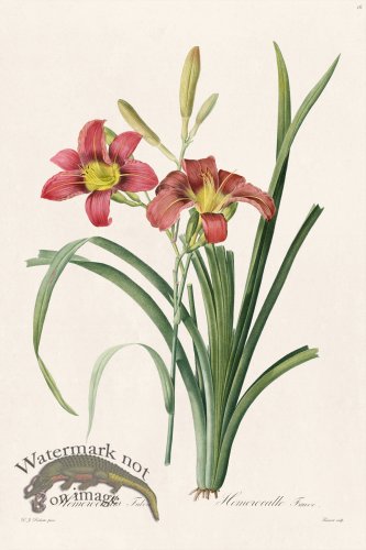 (image for) Les Liliacees Redoute 016