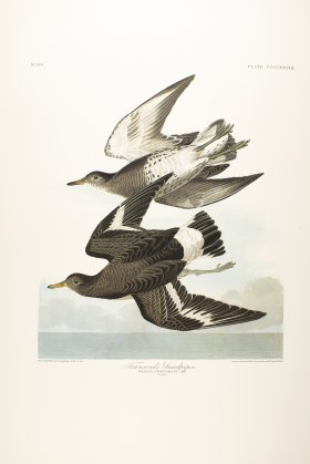 White-Legged Oyster-Catcher