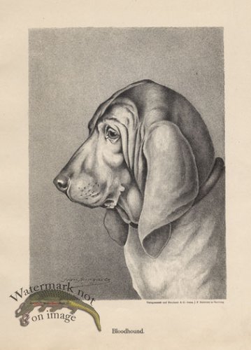 (image for) 1890s Dogs 33