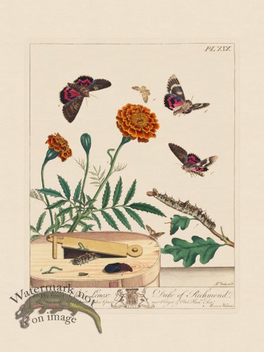 Moses Harris Insects 19