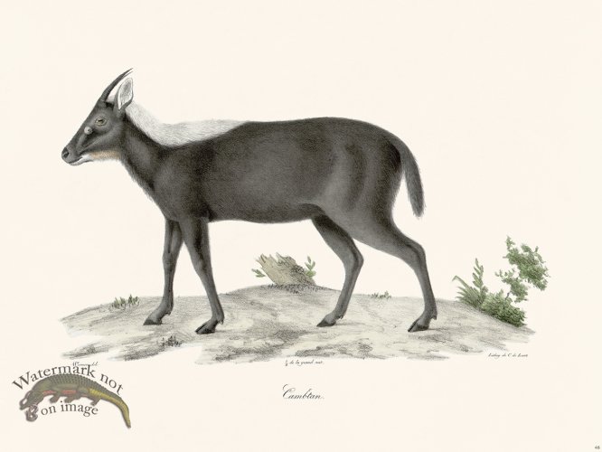 (image for) Cuvier 048 Camftan