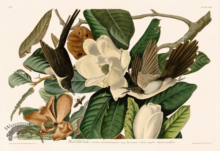 (image for) 032 Black billed Cuckoo
