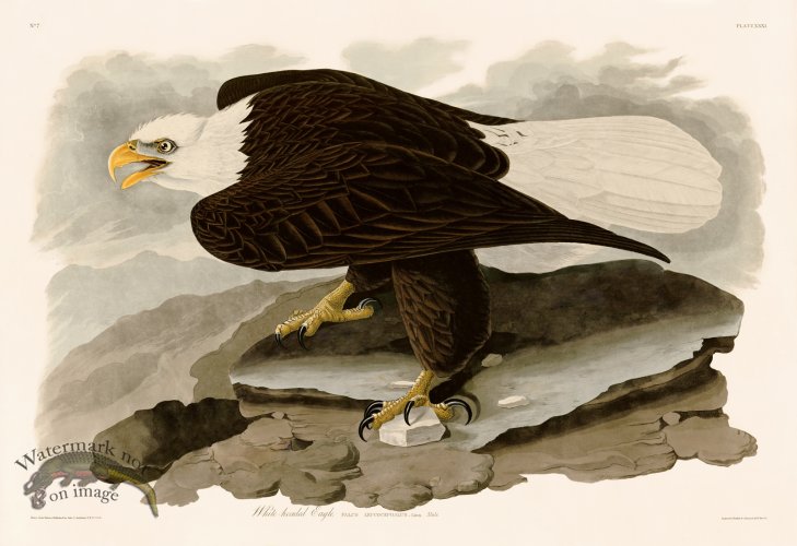031 White headed Eagle
