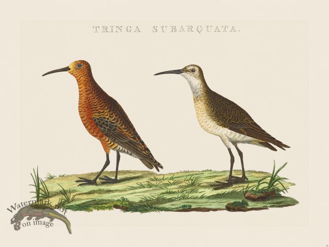 (image for) Nozeman Bird 080