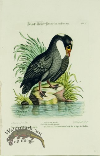 (image for) Seligmann Duck 07