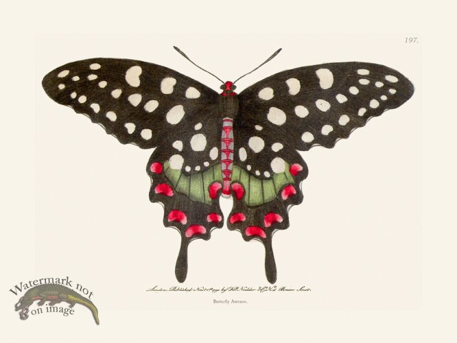 (image for) 197 Butterfly Duck