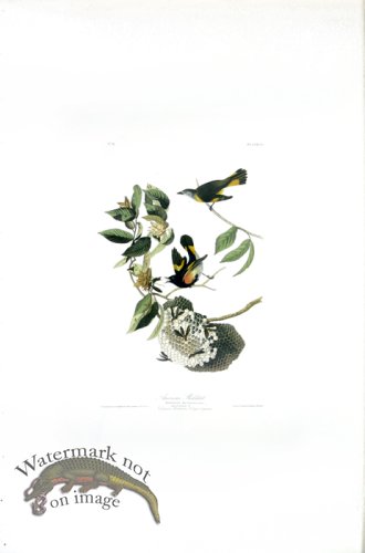 (image for) American Redstart