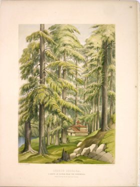 (image for) Lawson Tree 15