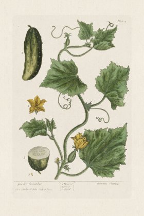 BEE 004 Garden Cucumber