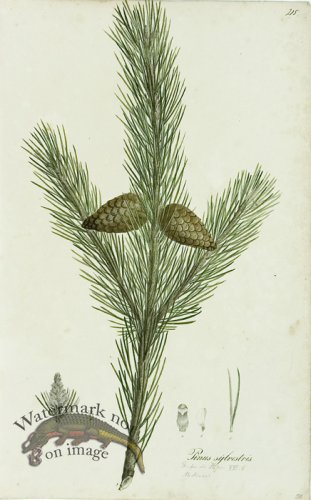 (image for) 1828_Gmp 058