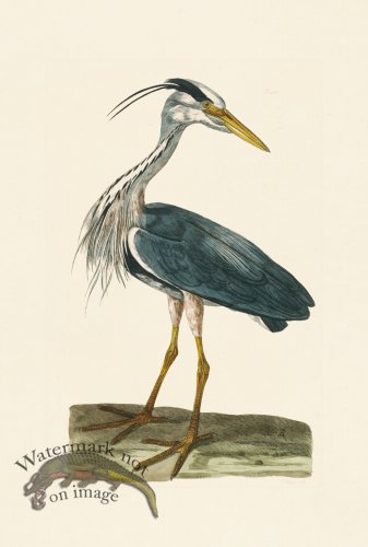 (image for) Pennant Zoology 001