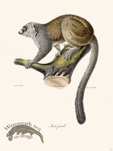 (image for) Cuvier 410 Female Maki