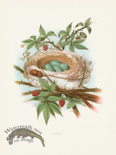 (image for) Thomas Gentry Bird 50