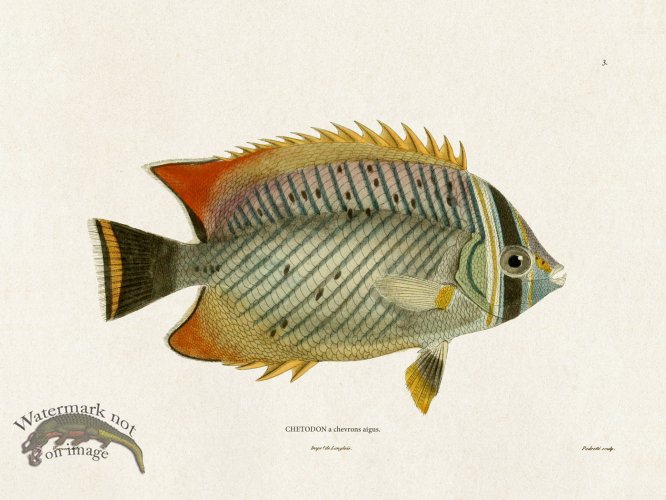 (image for) Werner Fish 003