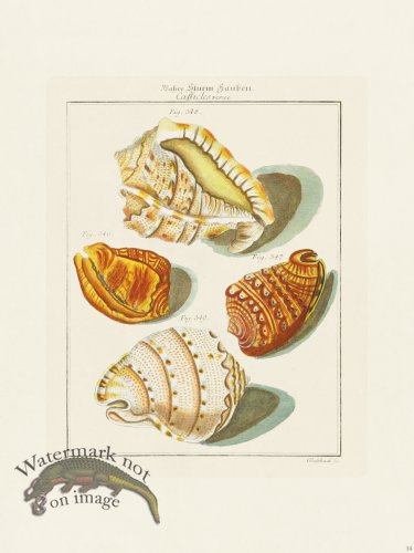 (image for) Martini Shells 014