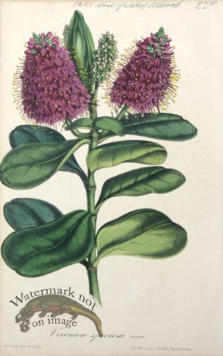 (image for) Houtteano_Bot_014