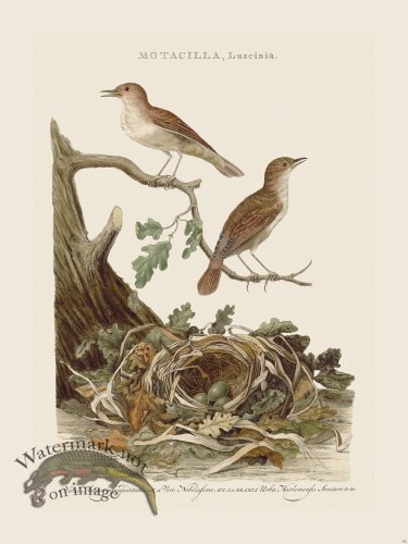 (image for) Nozeman Bird 182