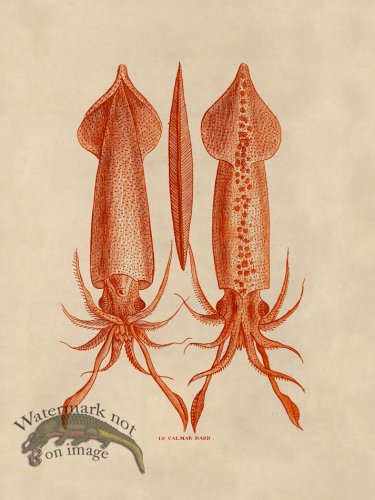 (image for) Octopus Orange 39