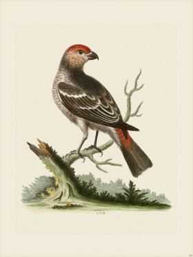 Edwards 124 Greatest Bullfinch